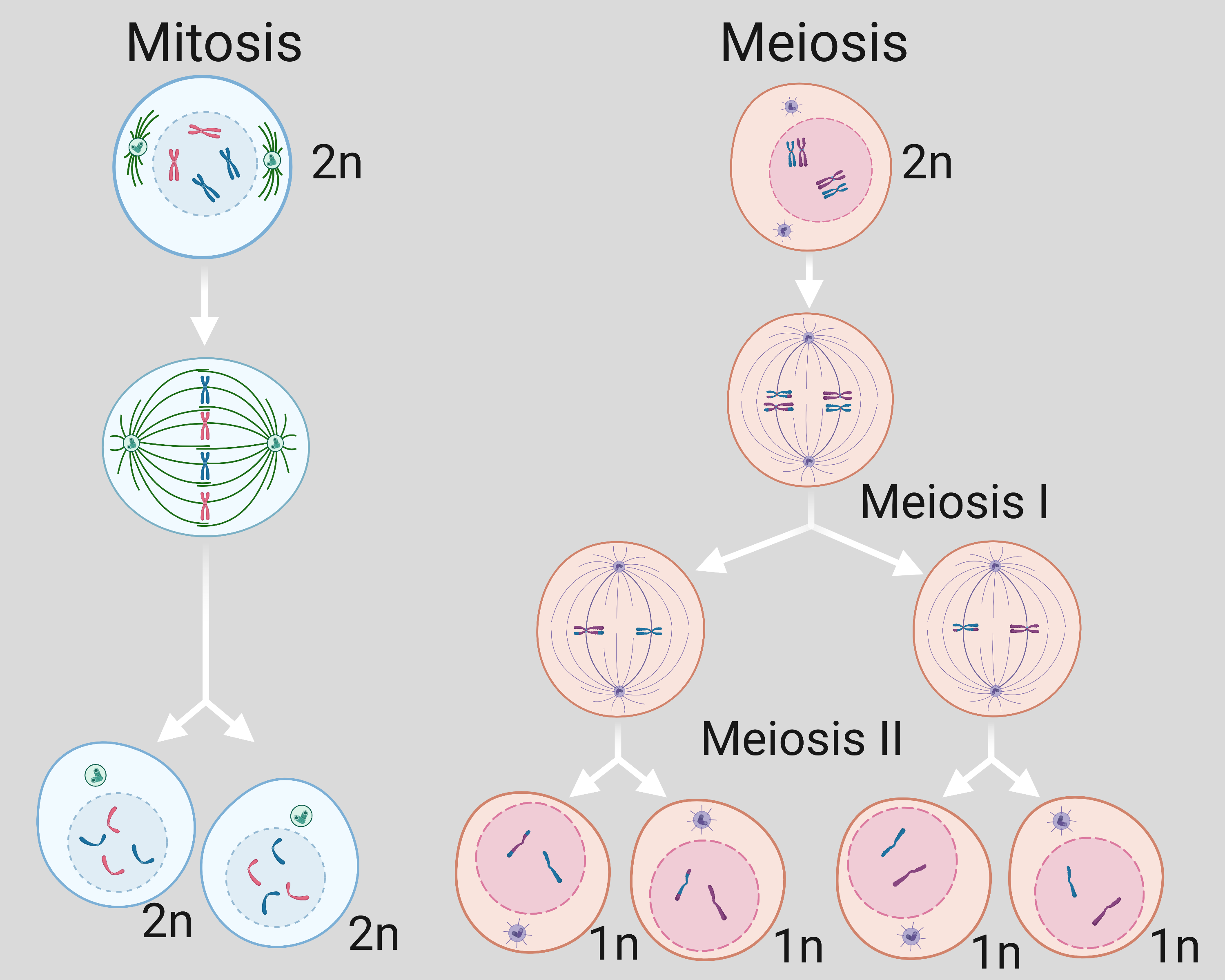 L Mitosisandmeiosis Final Docx Mitosis And Meiosis Pre Lab The Best Porn Website